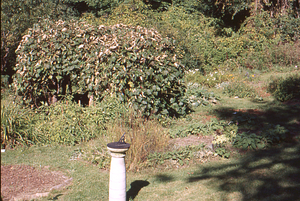 Hopkins Forest Fall Festival, 1999. 7. Sundial and grape arbor in the Buxton Gardens.