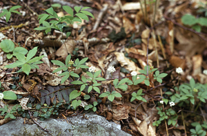 Dwarf ginseng (Panax trifolius).