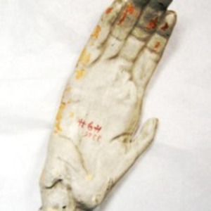 Plaster cast of chimpanzee hand
