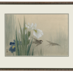 Swallow and Iris
