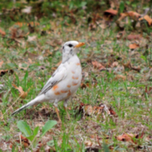 White Robin