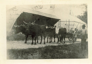 Delano oxen-driven wagon