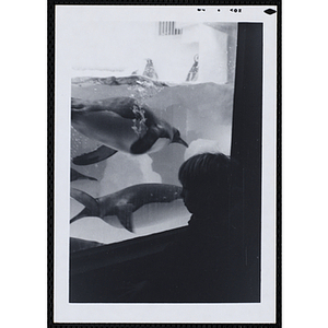 A boy watches penguins swim in tank at a zoo