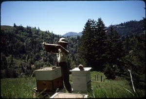 Sandi Sommer examining beehives