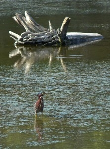 Green heron standing in the water near a fallen tree, Wellfleet Bay Wildlife Sanctuary