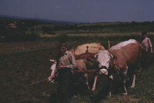 Plowing with cattle in Orašac
