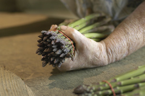 Hibbard Farm: close-up of a woman's hands while bunching asparagus