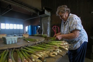 Hibbard Farm: woman at a round table, sorting and bunching asparagus