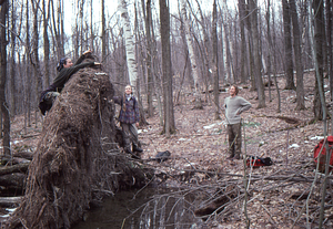 Impacts of 15 July 1995 storm in grid cell 0621. {Right to left:} Amy Smith (Class of 1997) climbs on wind-thrown red maple root plate while Dawn Biehler (Class of 1997) and Ben Montgomery (Class of 1998) look on.