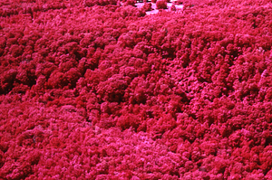 Aerial false color IR image of at north end of Beinecke Stand. False Color Infrared/True Color Project.