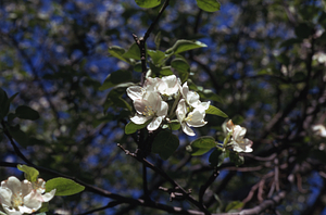MacIntosh apple (Malus domestica) flowers in carriage house orchard.