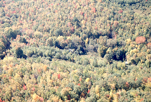 Aerial oblique view of Moon - Primmer Farm house and barn on 14 October 1971 in the Hopkins Forest.