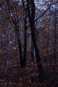 Red oak (Quercus rubra) overstory and beech (Fagus grandifolia) understory in permanent plot 1206.