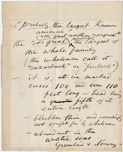 Walt Whitman notes about rorquals
