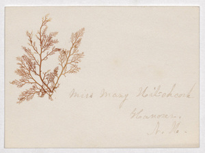 Mary Hitchcock botanical scrapbook and calling card to Sarah J. Cowles