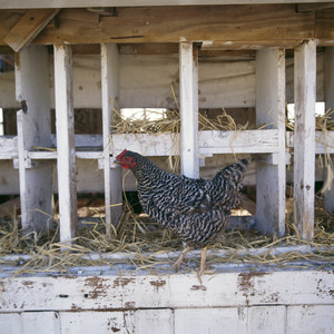 Chickens - 11 views, Casey Farm, Saunderstown, R.I.