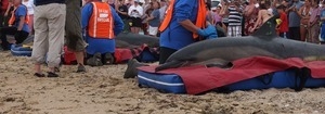 International Fund for Animal Welfare volunteers care for stranded dolphins lying on cushions near the water, with crowd looking on