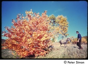 Man and pony in a field by a tree in fall color, Tree Frog Farm commune