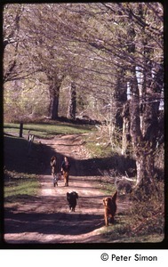 Women and two dogs walking down a dirt road, Tree Frog Farm Commune
