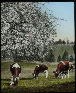 Cows grazing in field by apple tree in bloom