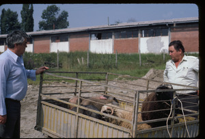 TV producer at livestock market