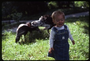 Phoebe Mathews as a toddler with turkeys, Montague Farm Commune