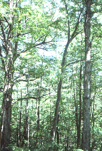 U.S. Dept. Interior Acid Rain, Acid Soils Study. Sugar maple site, mature forest trees.