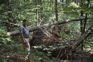 Roger Bolton inspects wind tip-up of sugar maple following 15 July 1995 storm.
