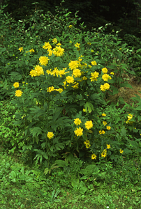 Golden-glow (Rudbeckia laciniata) flowering in the Buxton Garden.