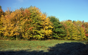 Mid-October view of USFS red maple (Acer rubrum) plantation GP-01-54 showing phenological variation in leaf coloration.