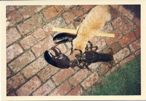 Lobster + Kitty show