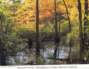 Vernal Pool, Middlesex Fells Reservation