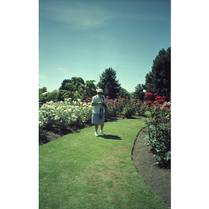 Chinese Progressive Association member holds a camera and stands on a grassy pathway through a rose garden