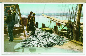 Unloading Gorton's codfish, Gloucester, Massachusetts