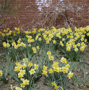 Daffodils, Lyman Estate, Waltham, Mass.
