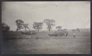 Hay fields, Petersham, Mass.