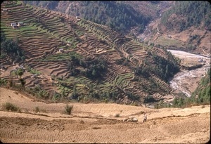 Fields above Shivalaya