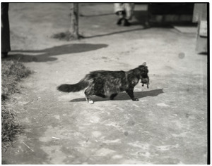 Cat carrying prey