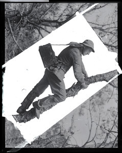 Bill Jaycock, bird photographer, climbing a tree