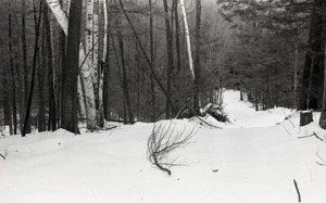 Snow-covered path in the Warwick woods