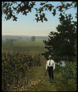 Country Road Trees (man standing by cornfield)