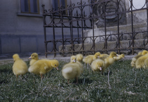 Chicks of Bačka Topola