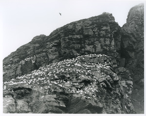 Gannets near North Cape