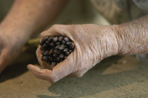 Hibbard Farm: close-up of a woman's hands while bunching asparagus