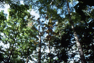 Paper birch regeneration study - Birch Strips. Isolation Strip 1.5 with dense overstory canopy.