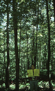 Birch Strips - White Birch Regeneration Study - White Birch Study Area. Strip Treatment Plot 4B. Portrait orientation.