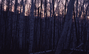 Paper birch in the Rye Lot