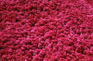 Aerial false-color IR image of Plot Line 15 north to south. Cruise Line 2.