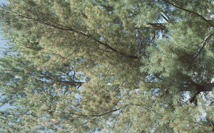 White pine autumn needle fall.