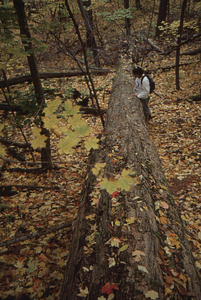 Carol Collier '93 Senior Thesis on Beinecke Stand. 12. Carol Collier standing near trunk of large sugar maple uprooted on the eastern boundary of the Beinecke Stand.
